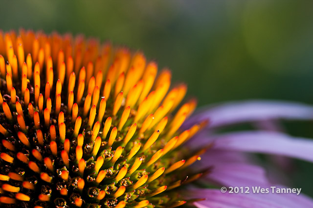 2012 07 28-EveningFlowers 8371a-web