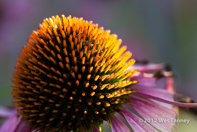 2012 07 28-EveningFlowers 8397a-web