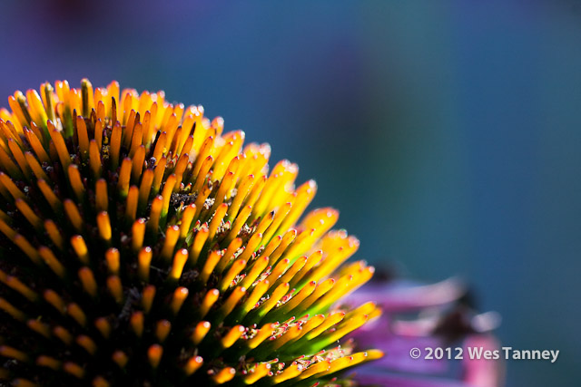 2012 07 28-EveningFlowers 8406a-web