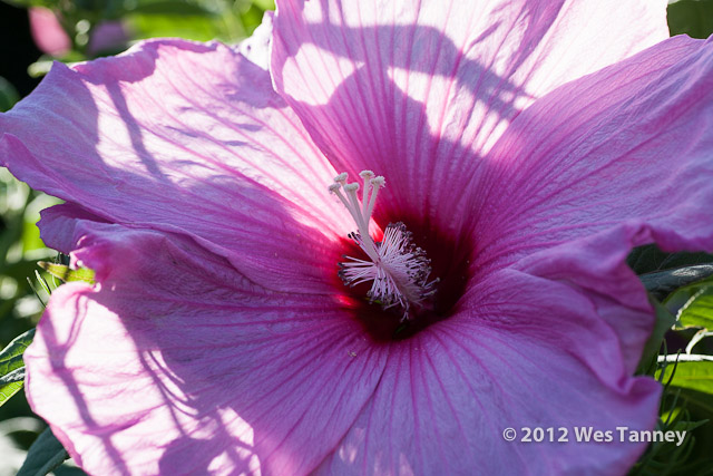 2012 07 28-EveningFlowers 8416a-web