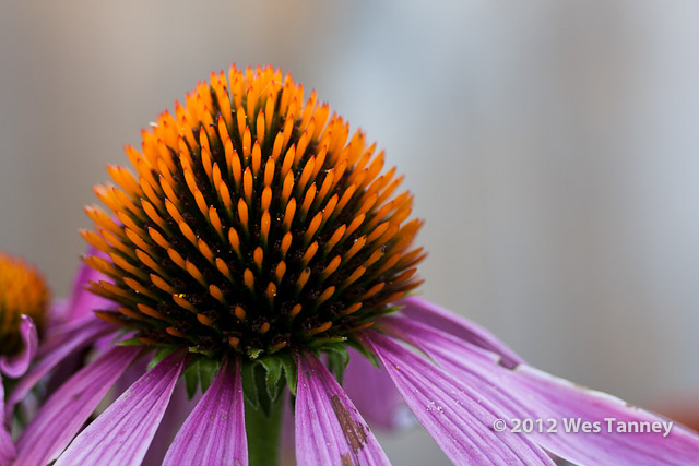 2012 07 28-EveningFlowers 8422a-web