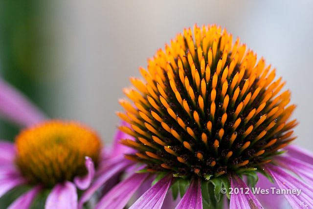 2012 07 28-EveningFlowers 8426a-web