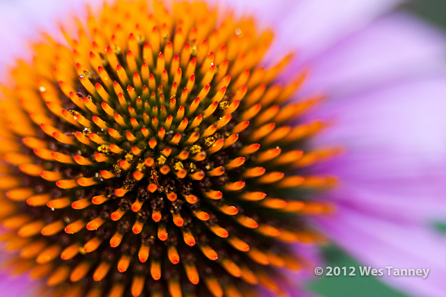 2012 07 28-EveningFlowers 8431a-web