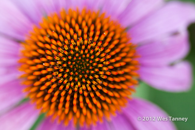 2012 07 28-EveningFlowers 8434a-web