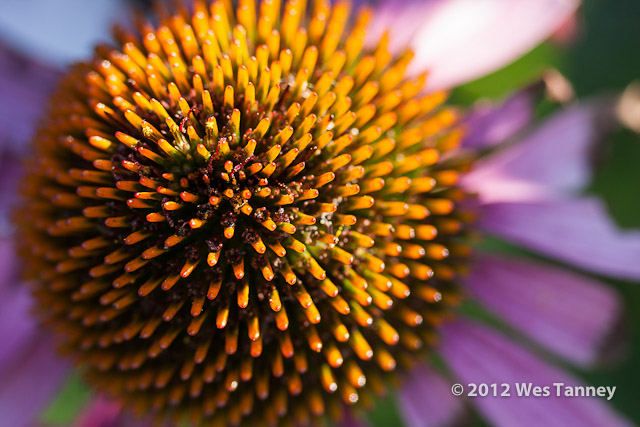 2012 07 28-EveningFlowers 8450a-web