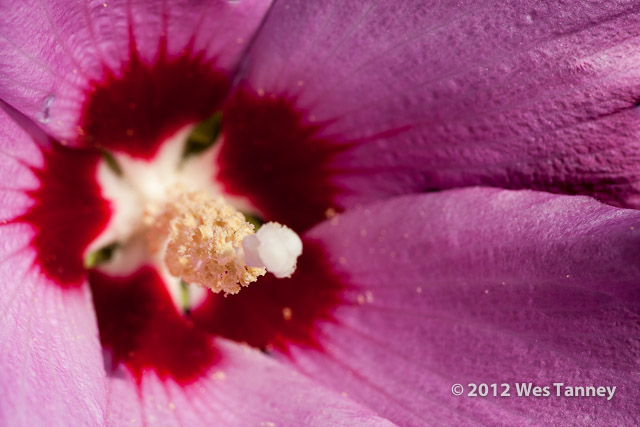 2012 07 28-EveningFlowers 8483a-web