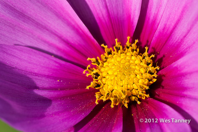 2012 07 28-EveningFlowers 8499a-web