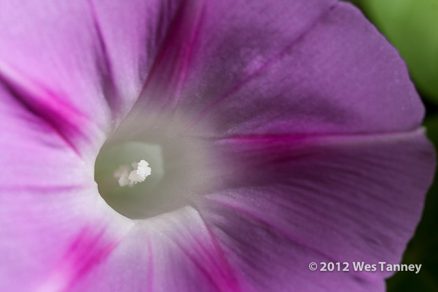 2012 08 07-MorningFlowers 0487a-web