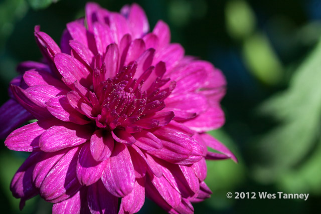 2012 09 03-Mums 9577-web