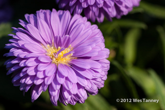 2012 09 03-Mums 9585-web