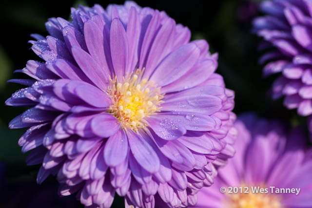 2012 09 03-Mums 9589-web