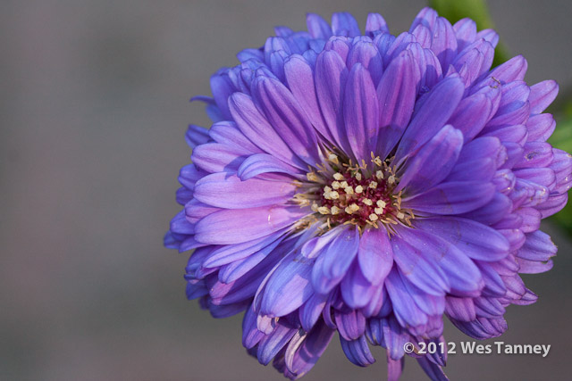 2012 09 03-Mums 9605-web