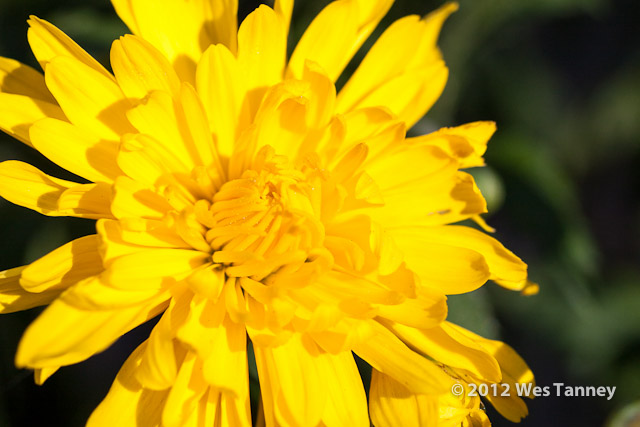 2012 09 03-Mums 9612-web