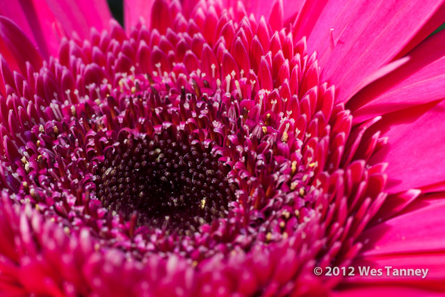 2012 09 16-Bouquet 9641-web