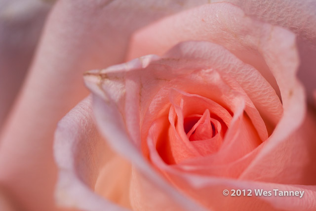 2012 09 16-Bouquet 9678-web