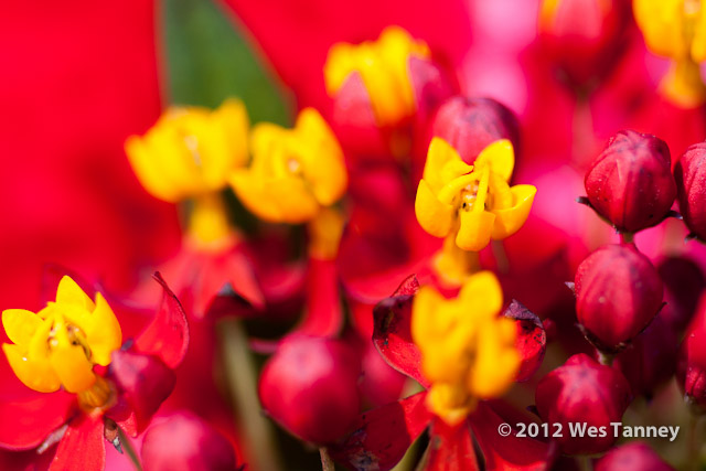 2012 09 16-Bouquet 9681-web