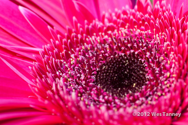 2012 09 16-Bouquet 9693-web