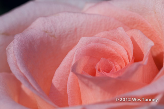 2012 09 16-Bouquet 9705-web