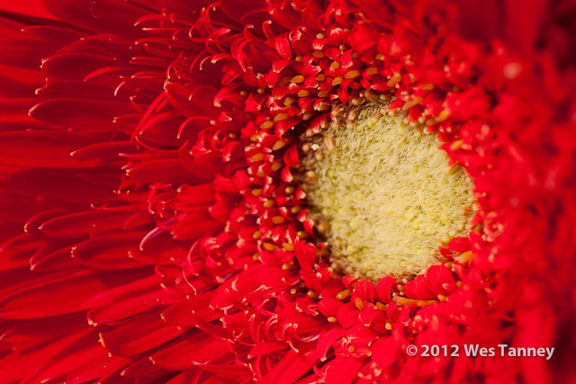 2012 09 16-Bouquet 9716-web