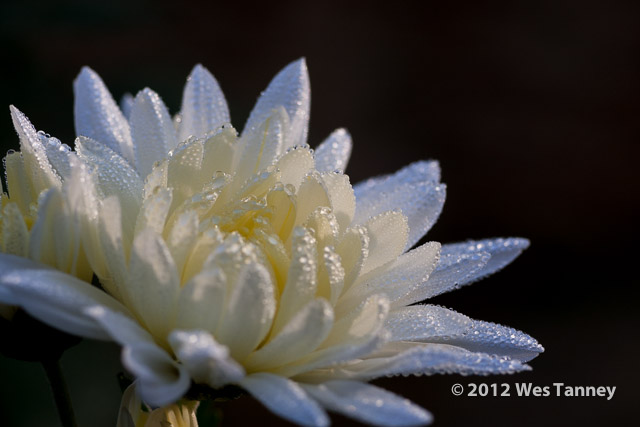 2012 11 18-MorningDew 0108-web