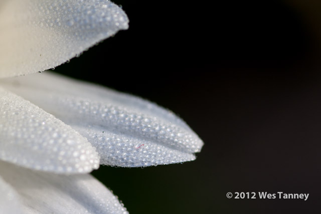 2012 11 18-MorningDew 0143-web