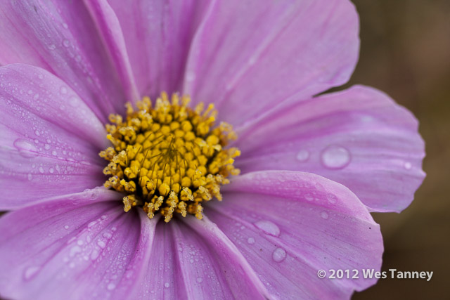 2012 11 18-MorningDew 0152-web