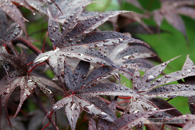 2008_07_08-Backyard Flowers_3630a.JPG