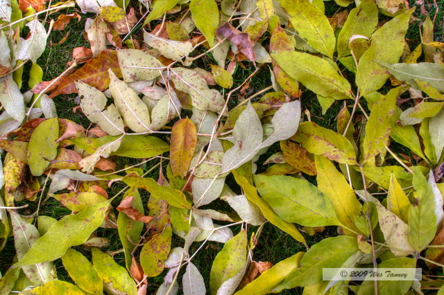 20091022_4341_2_3_4_5a.JPG