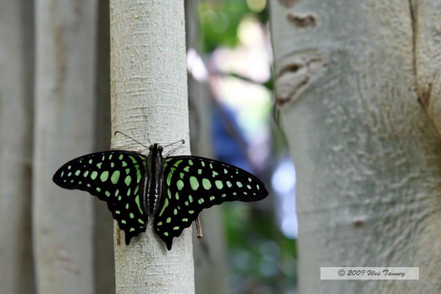 2009_05_31-TorontoZoo_7589a.JPG