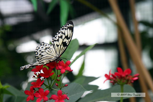 2009_05_31-TorontoZoo_7596a.JPG