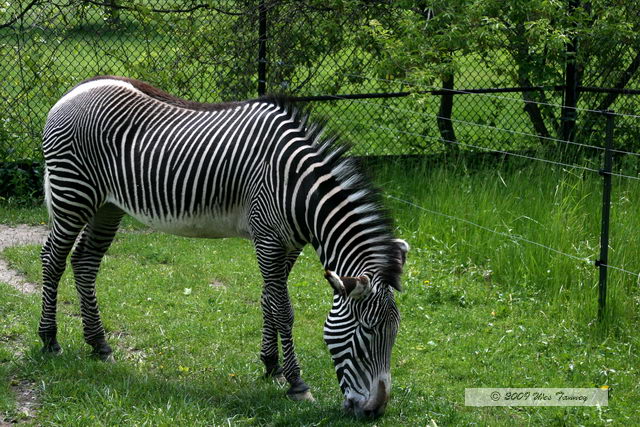 2009_05_31-TorontoZoo_7695a.JPG