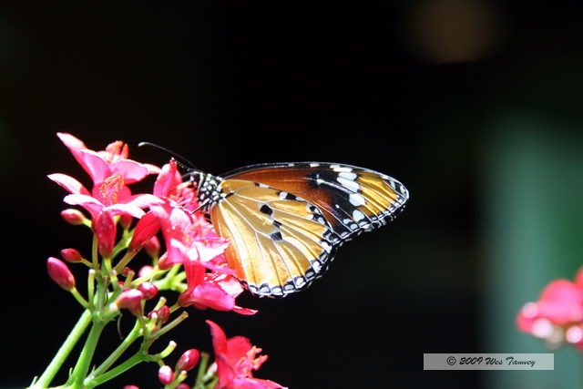 2009_05_31-TorontoZoo_7799a.JPG