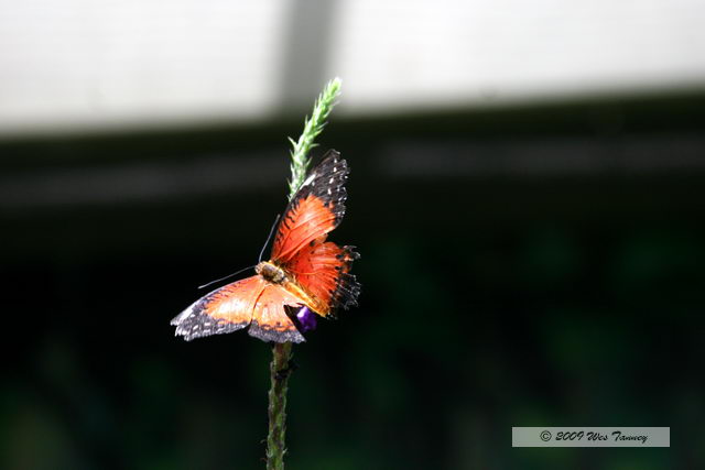 2009_05_31-TorontoZoo_7816a.JPG