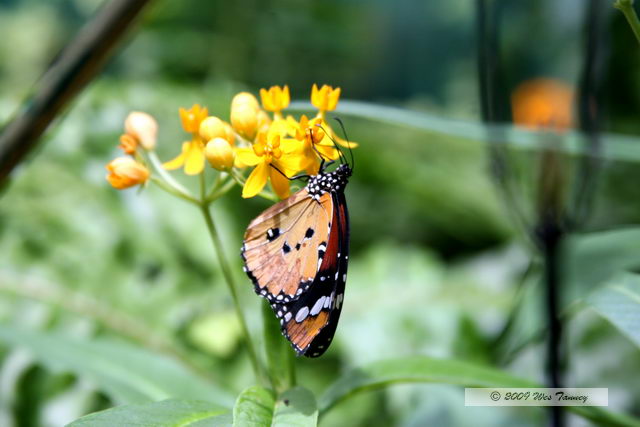 2009_05_31-TorontoZoo_7824a.JPG