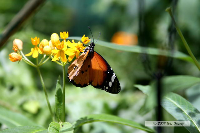 2009_05_31-TorontoZoo_7828a.JPG