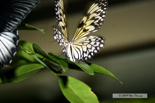 2009_05_31-TorontoZoo_7865a.JPG