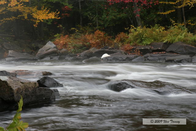 2009_10_03-AlgonquinPark_1909-web.jpg