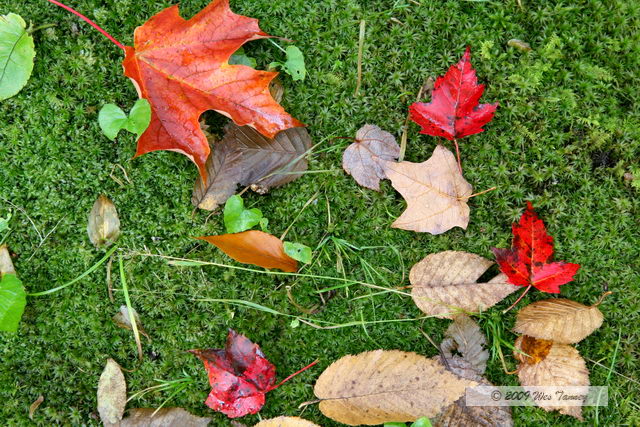 2009_10_03-AlgonquinPark_1935-web.jpg