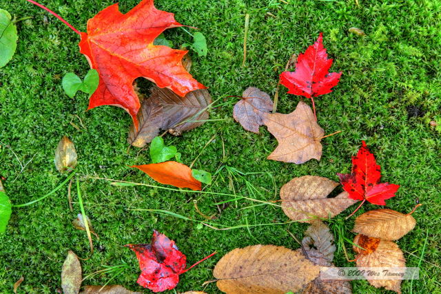 2009_10_03-AlgonquinPark_1937_5_6-web.jpg