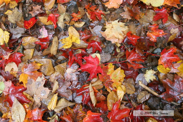 2009_10_03-AlgonquinPark_2003-web.jpg