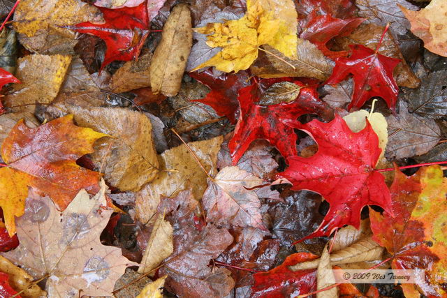 2009_10_03-AlgonquinPark_2007-web.jpg