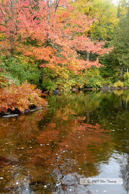 2009_10_03-AlgonquinPark_2035-web.JPG