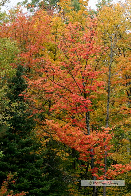 2009_10_03-AlgonquinPark_2067-web.JPG