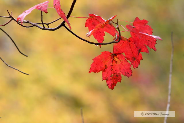 2009_10_03-AlgonquinPark_2075-web.jpg