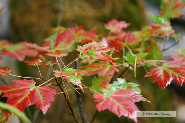 2009_10_03-AlgonquinPark_2140-web.jpg