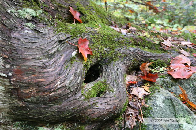 2009_10_03-AlgonquinPark_2161-web.jpg