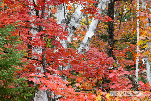 2009_10_03-AlgonquinPark_2197-web.jpg