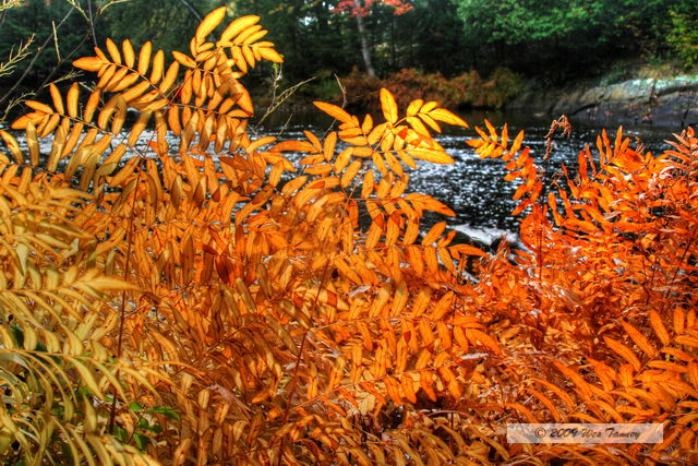 2009_10_03-AlgonquinPark_2296_4_5-web.jpg