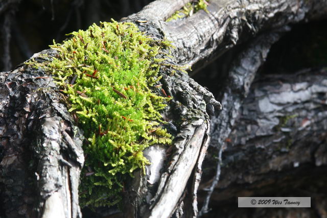 2009_10_03-AlgonquinPark_2320-web.jpg