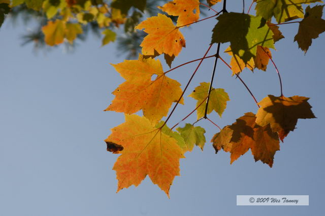 2009_10_03-AlgonquinPark_2360-web.jpg